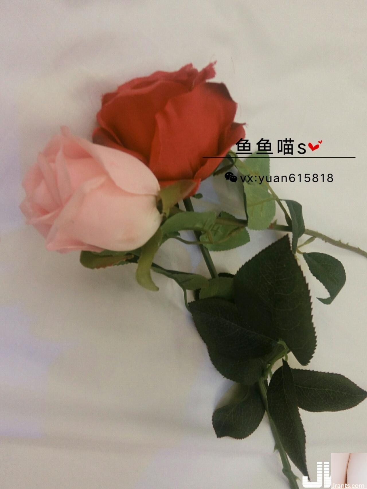 Yuyu Miao S – Rose 100 Yuan Portfolio (58P)