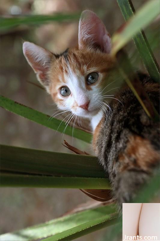 Niña GATITA se balancea con las nalgas desnudas (107P)